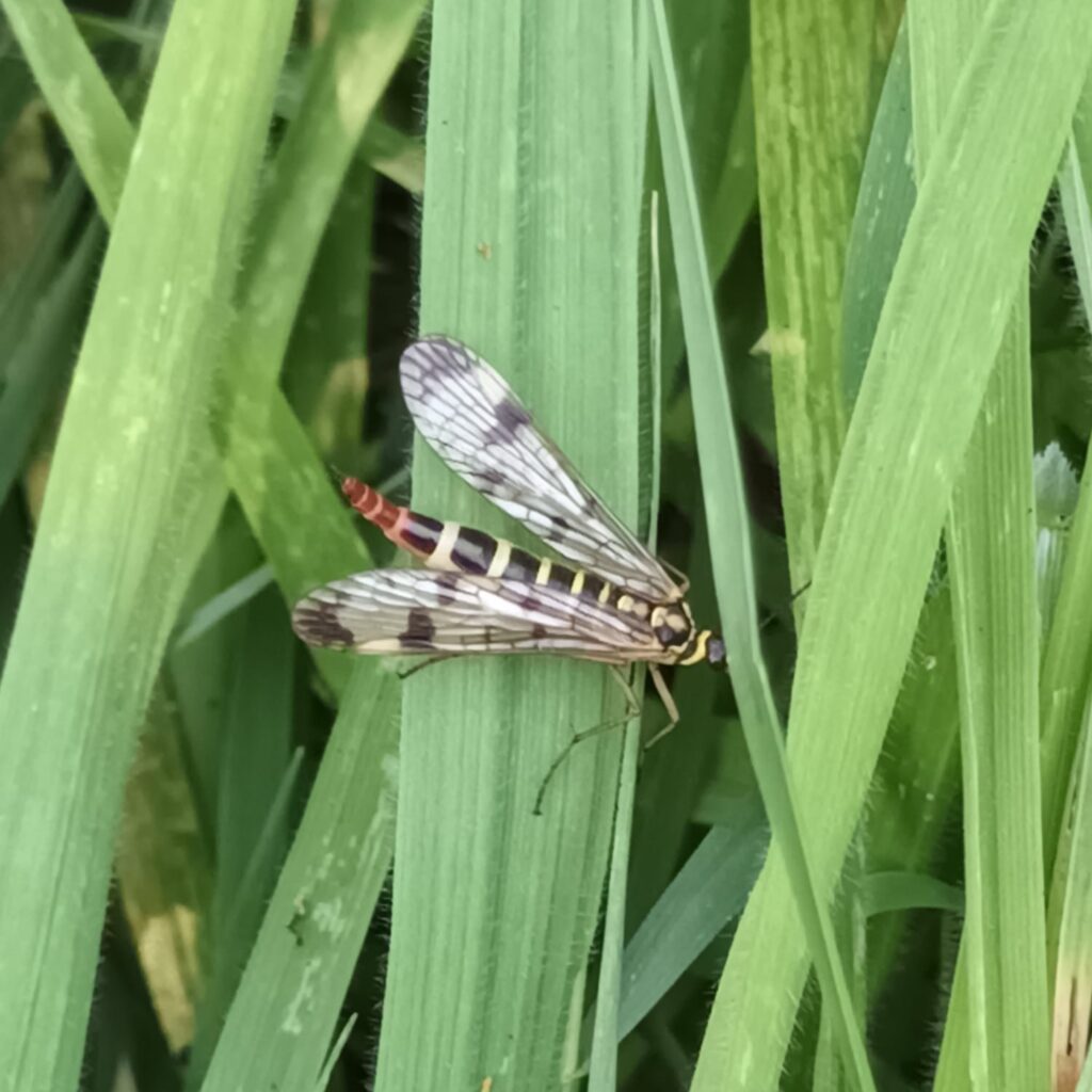 Gemeine Skorpionsfliege (panorpa ciómmunis) auf einem Grashalm