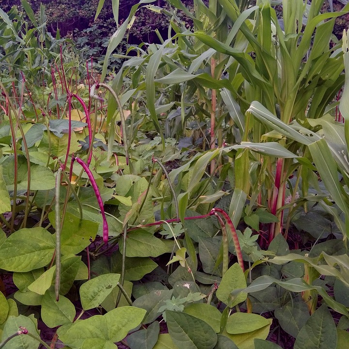 ein Milpa oder Maya Beet aus Mais, Kürbis und Bohnen