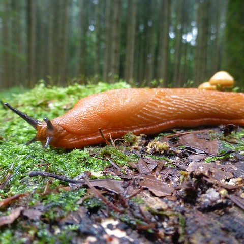 Arion Vulgaris, spanische wegschnecke