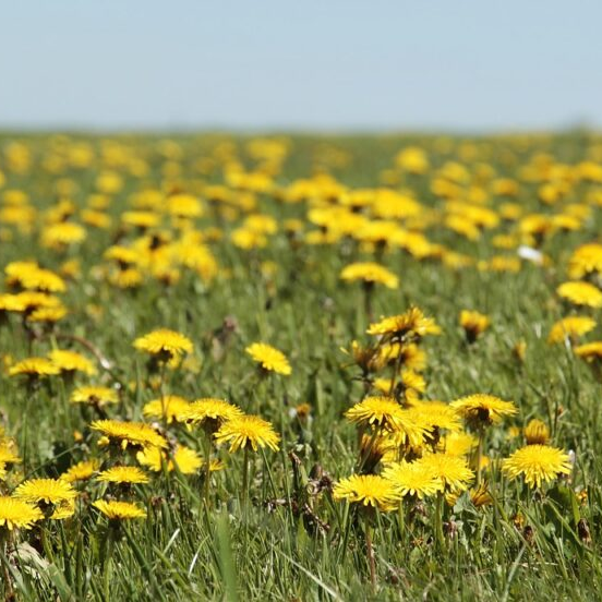 löwenzahn zeigerpflanze auf einer wiese