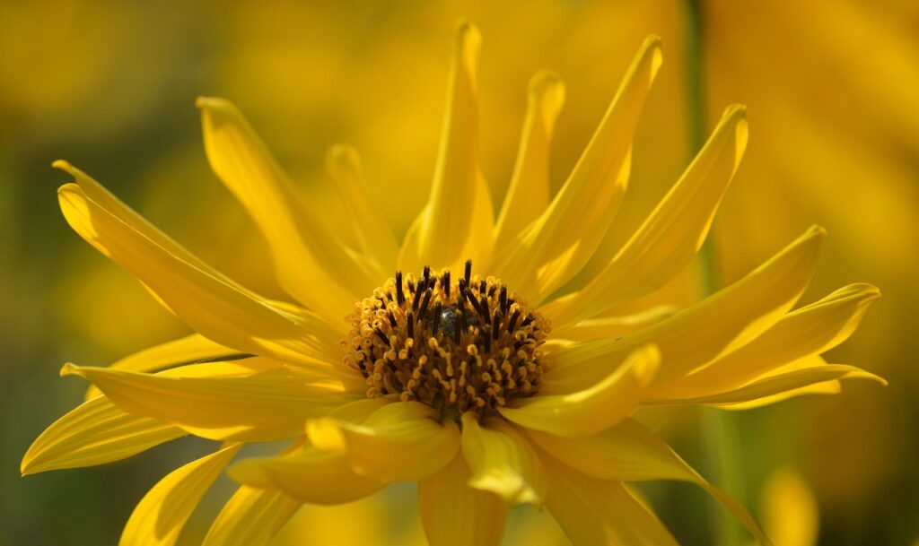jerusalem artichoke, sunroot, sunchoke, beautiful flowers, wild sunflower, yellow, hd wallpaper, flower, blossom, hd background, floral background, flower background, flower wallpaper, flora, nature, shrub, close up, topinambur