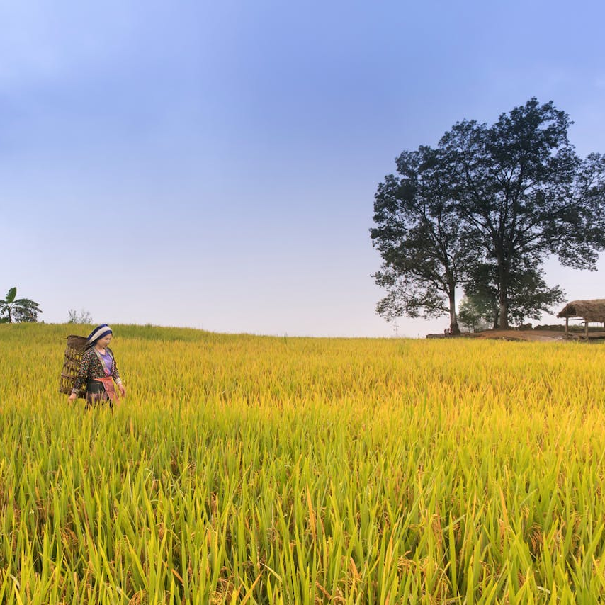 Do-Nothing-Farming von Massanobu Fukuoka