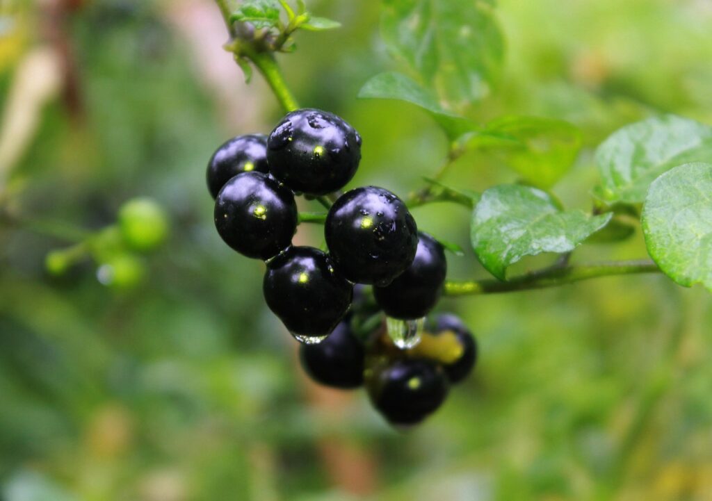 black nightshade, plant, vegetable, nature, solanaceae, food, wild, fruit