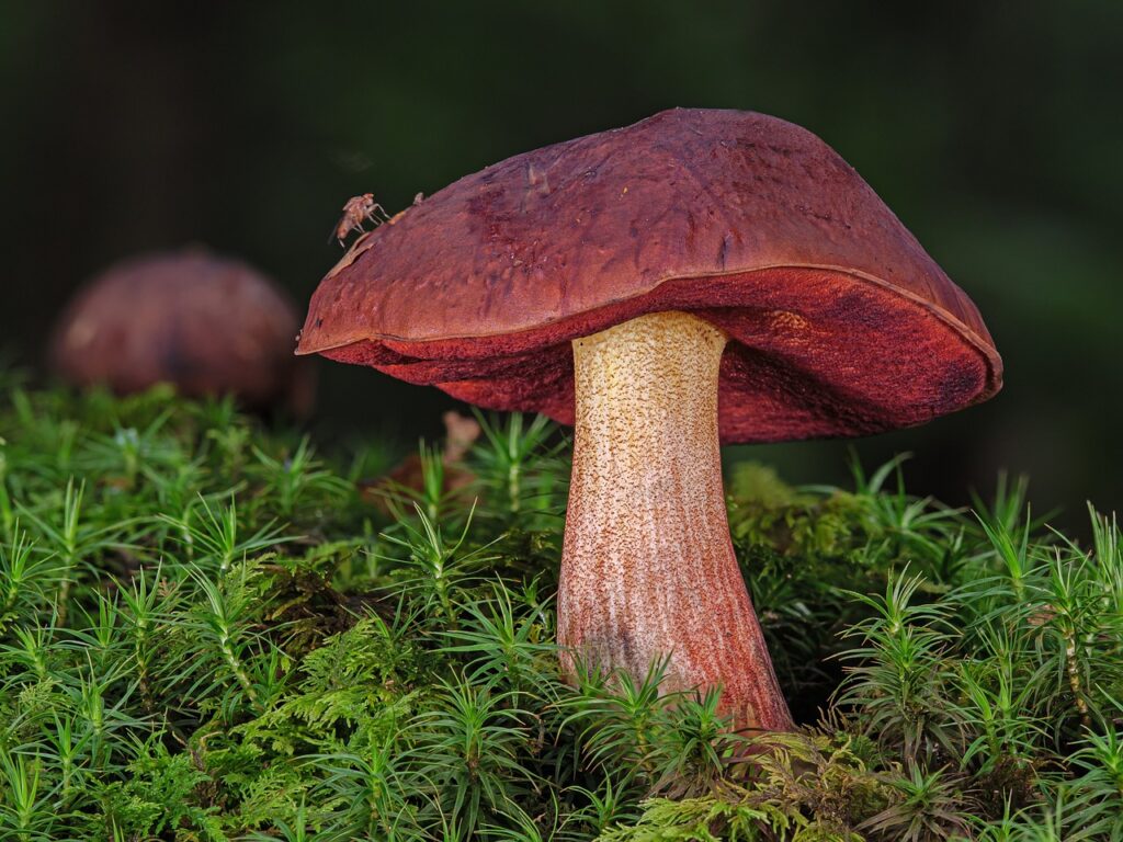mushroom, forest, moss, witches placidus, neoboletus luridiformis, autumn