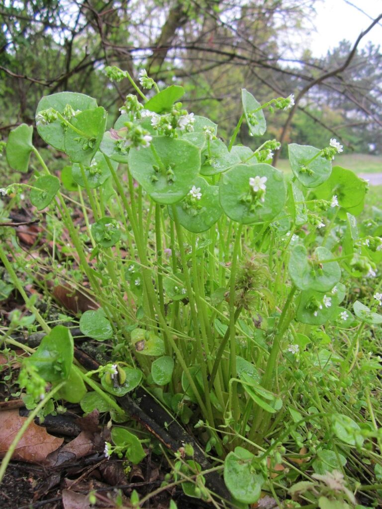 claytonia perfoliata, indian lettuce, spring beauty, winter purslane, miner's lettuce, flora, botany, wildflower, plant, species