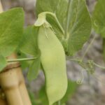 pea pod, pea, pea plant, grow, vegetables, nature, green, healthy, food, garden, nourishment