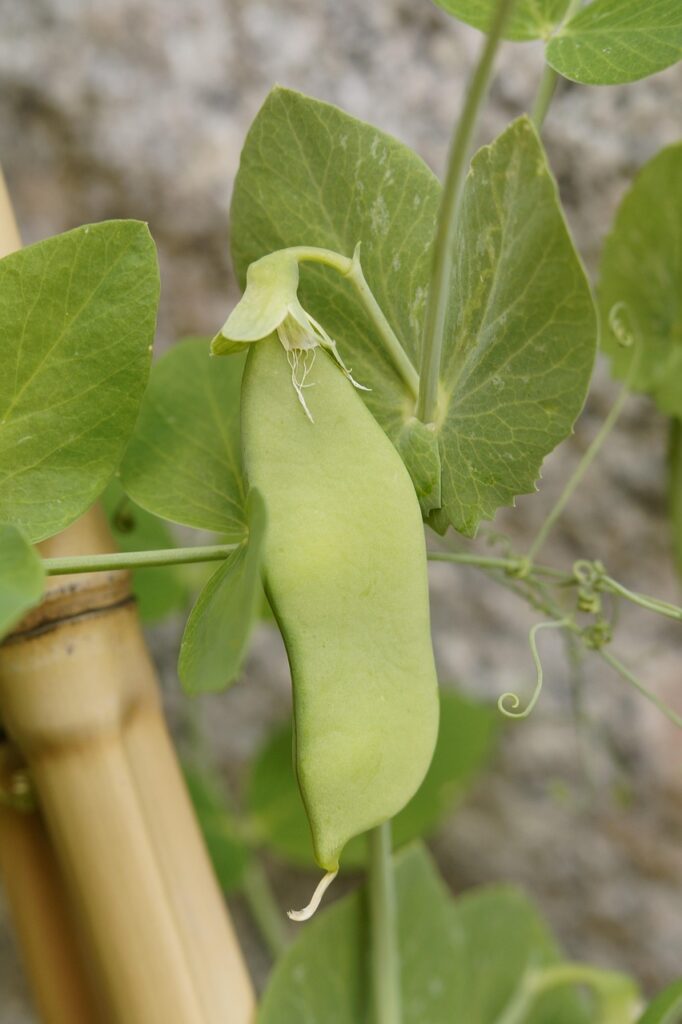 pea pod, pea, pea plant, grow, vegetables, nature, green, healthy, food, garden, nourishment
