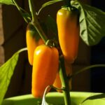 paprika, vegetables, healthy, vitamins