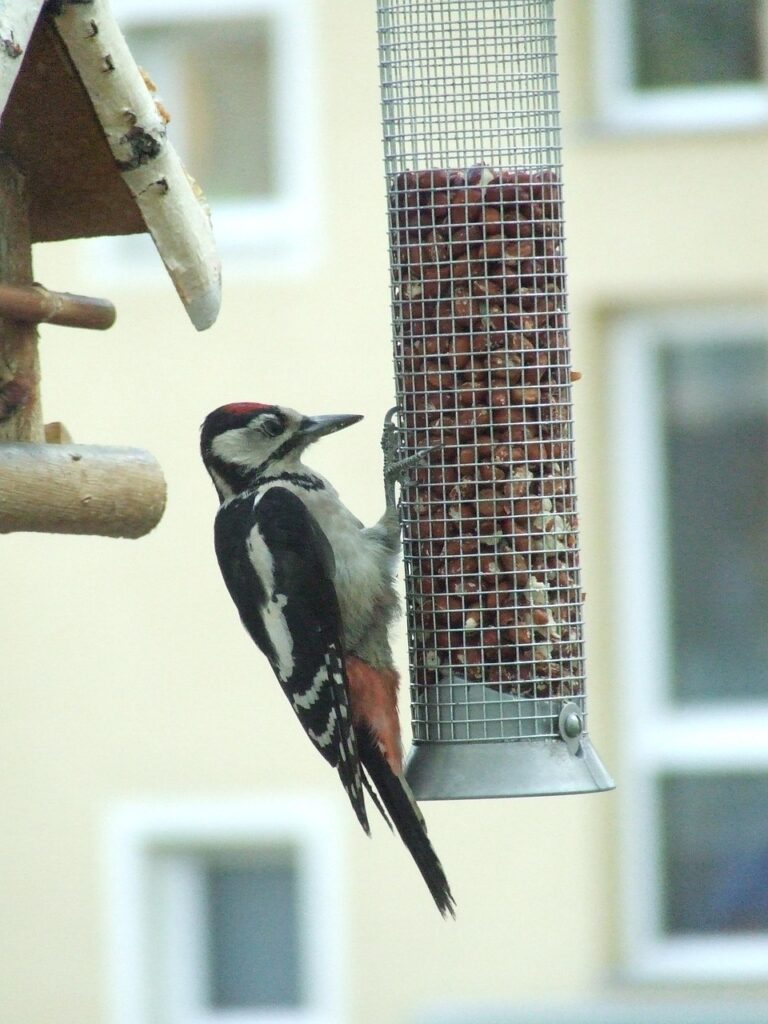great spotted woodpecker, bird food, nature, bird, woodpecker