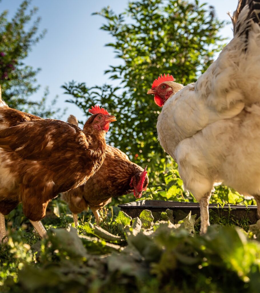 chicken, poultry, animal photography, outdoors, hen, perspective