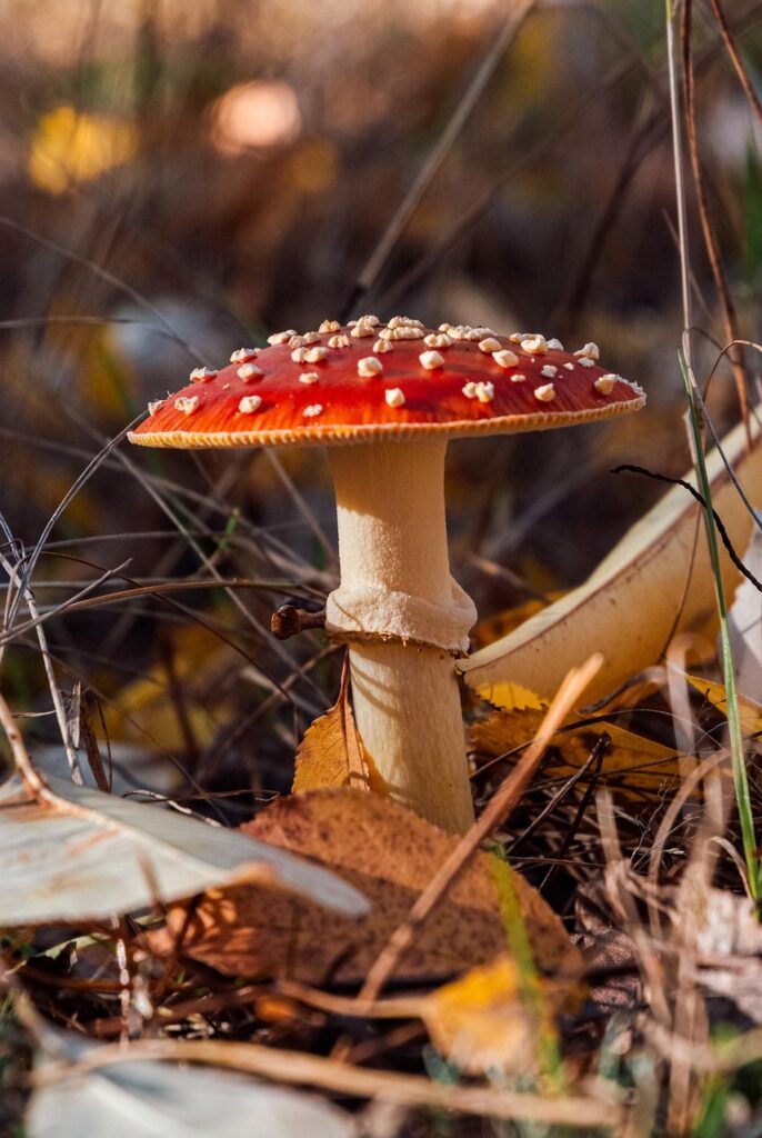 toadstool, autumn, mushroom, forest, colorful leaves, nature, chestnut leaves, fall season
