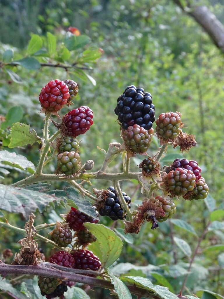 mures, fruit, nature, summer, blackberries, berries