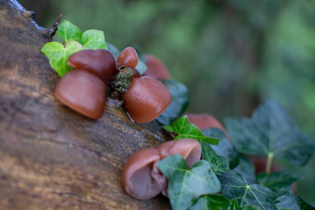 fungi, auricularia auricula-judae, jew's ear, wood ear, jelly ear, auriculariales, woodland, ivy, tree, outdoors, bark, wilderness, leaves, log, trunk, nature, wood, elder, auricularia auricula-judae, auricularia auricula-judae, auricularia auricula-judae, wood ear, jelly ear, jelly ear, jelly ear, jelly ear, jelly ear