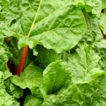 rhubarb, vegetables, fruit, meal, food, nature, garden, crop, healthy