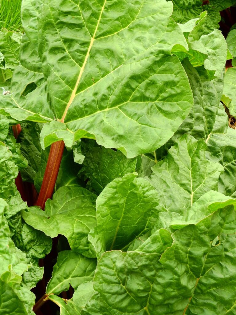 rhubarb, vegetables, fruit, meal, food, nature, garden, crop, healthy