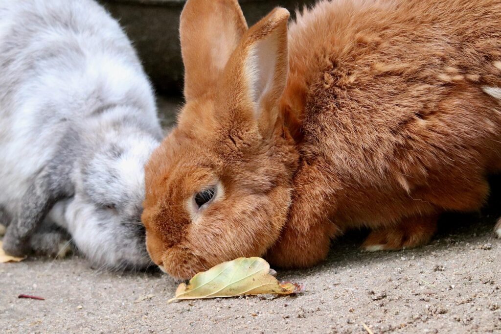rabbit, rabbits, aries, nature, pets, mammals, animals, fur, rabbit ears