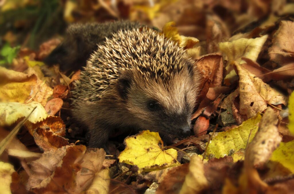 Close-up of a hedgehog nestled among colorful autumn leaves in a garden setting.