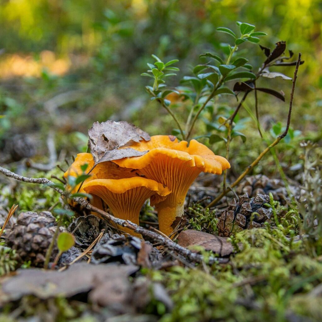 Close-up of vibrant chanterelle mushrooms among forest foliage and pine cones.