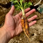 Close-up of a hand holding a freshly picked carrot, ideal for gardening themes.