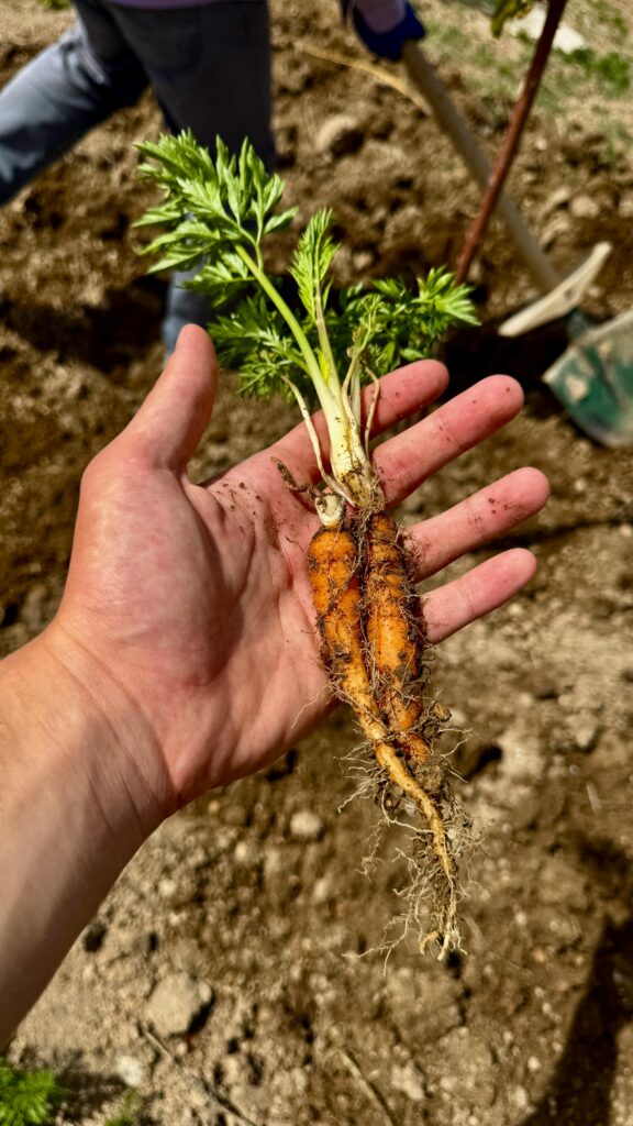 Close-up of a hand holding a freshly picked carrot, ideal for gardening themes.