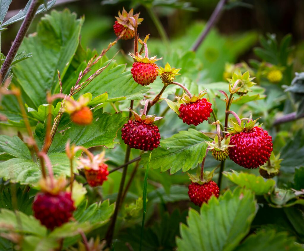 Vibrant close-up of ripe wild strawberries surrounded by lush green leaves.