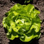 salad, lettuce, spring, bed, healthy, green, nourishment, meal, fresh, nature, vitamins, vegetable garden, food, head of lettuce, garden, allotment, horticulture, green salad, leaves, shot salad