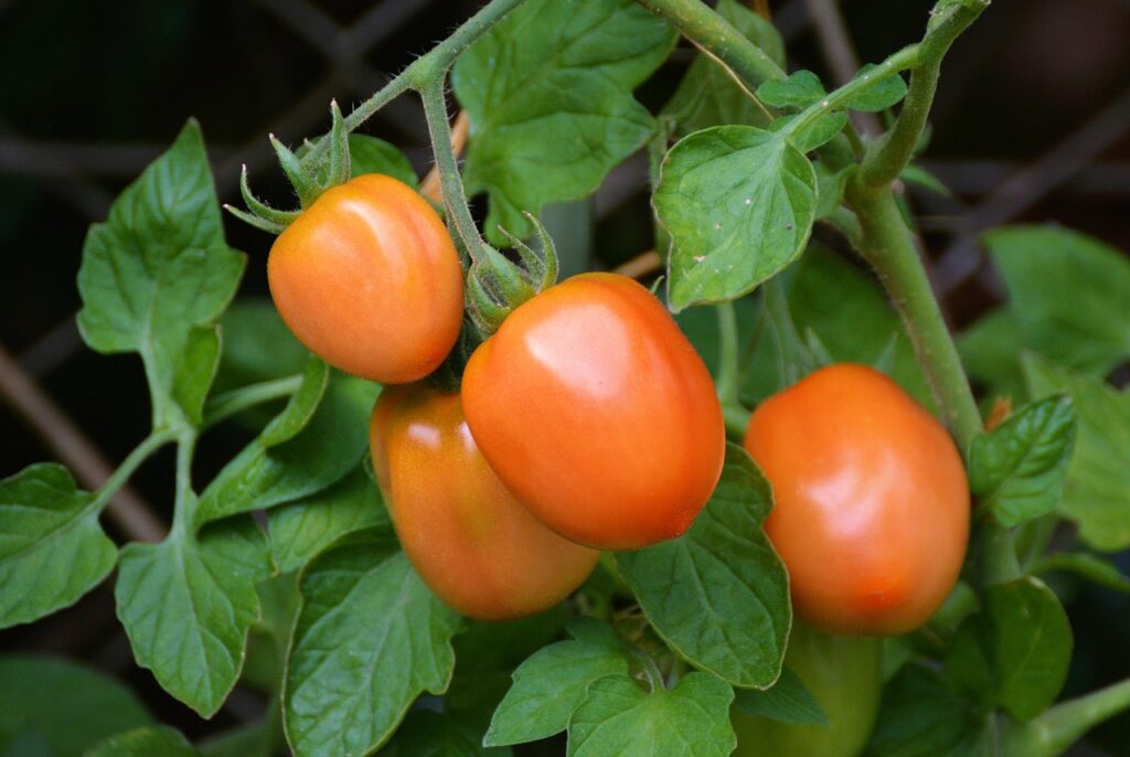 tomatoes, roma tomatoes, vine tomatoes, tire, garden, vegetable growing, nightshade plant, tomato fruit, tomato panicle, nature, tomato plant, tomato growing, immature, home garden