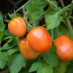 tomatoes, roma tomatoes, vine tomatoes, tire, garden, vegetable growing, nightshade plant, tomato fruit, tomato panicle, nature, tomato plant, tomato growing, immature, home garden