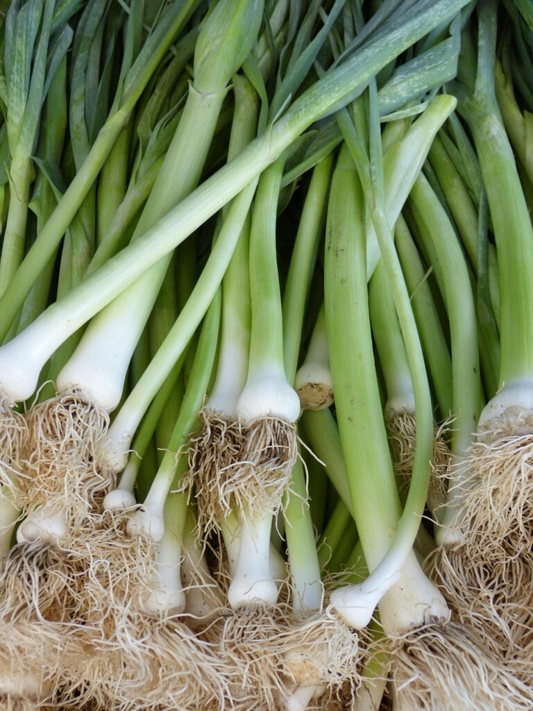 leek, spring onion, food, market, vegetables, onion, healthy, spring onion, spring onion, spring onion, spring onion, spring onion