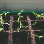 Close-up of green sprouts emerging from soil in seed trays, symbolizing growth and vitality.
