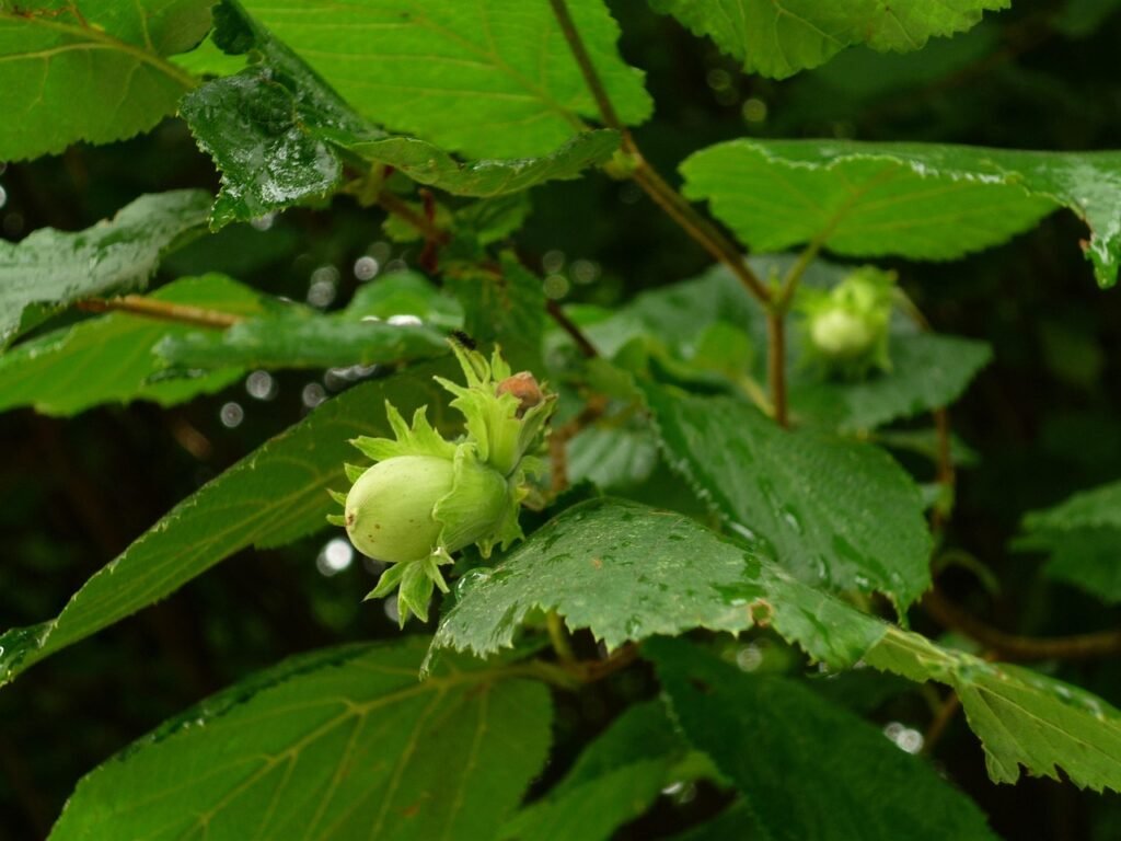 hazelnut, hazel, hazelnut bush, shrub, green, hazelnut leaf, raindrop