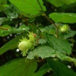 hazelnut, hazel, hazelnut bush, shrub, green, hazelnut leaf, raindrop