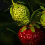 maturely, immature, nature, strawberry, strawberries, macro, red, fruit, garden, plant, fruits, crop, plants