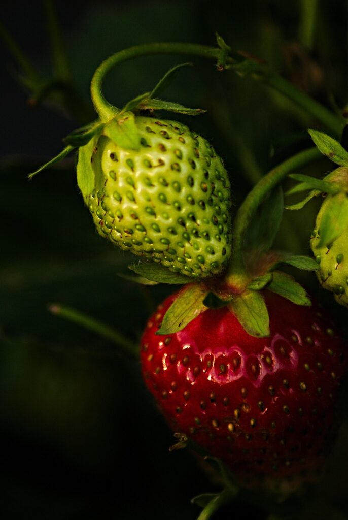 maturely, immature, nature, strawberry, strawberries, macro, red, fruit, garden, plant, fruits, crop, plants