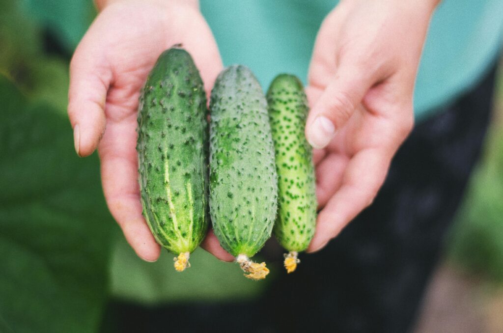 A close-up of hands holding three fresh cucumbers harvested from a garden.
