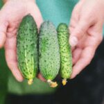 A close-up of hands holding three fresh cucumbers harvested from a garden.
