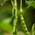 Detailed view of fresh green bean pods growing on a plant.
