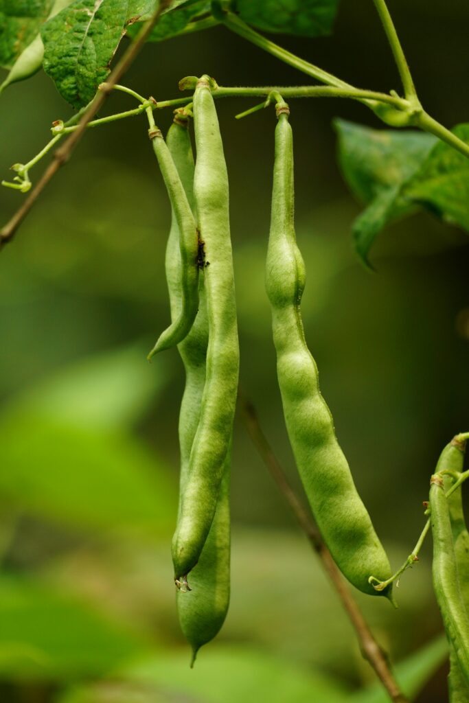 Detailed view of fresh green bean pods growing on a plant.