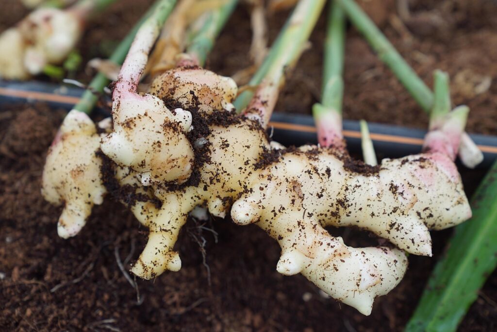 ginger harvest, ginger, farming, soilless farming, organic farming, asian farm, ginger harvest, ginger harvest, ginger harvest, ginger harvest, ginger harvest, ginger
