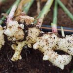 ginger harvest, ginger, farming, soilless farming, organic farming, asian farm, ginger harvest, ginger harvest, ginger harvest, ginger harvest, ginger harvest, ginger