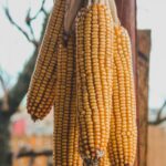 Close-up of dried corn cobs hanging outdoors, showcasing natural textures and earthy tones.