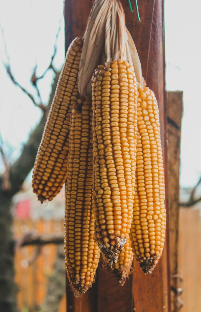 Close-up of dried corn cobs hanging outdoors, showcasing natural textures and earthy tones.