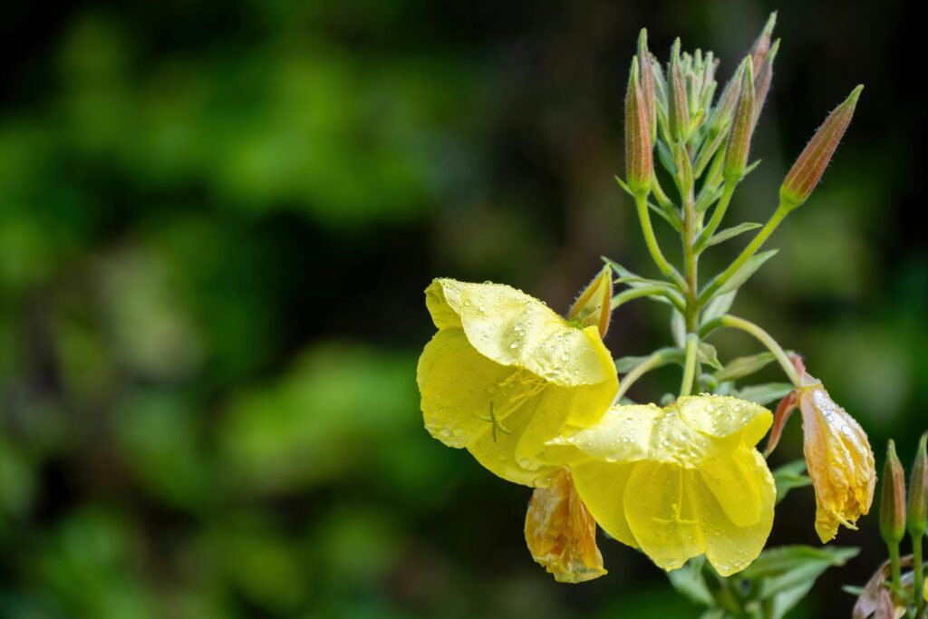 Close-up of yellow evening primrose flowers with dew, captured in an outdoor setting.