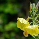 Close-up of yellow evening primrose flowers with dew, captured in an outdoor setting.