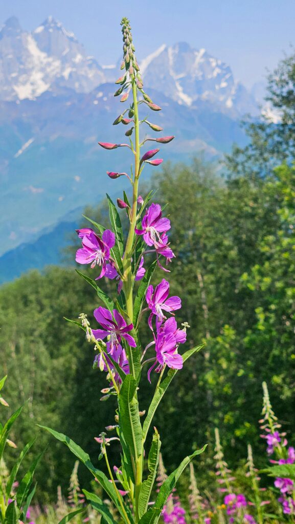 Purple fireweed blooming against the backdrop of the Caucasus Mountains in Georgia.