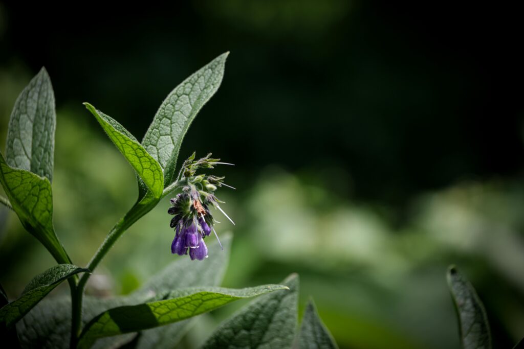 Detailed close-up of a blooming comfrey plant in a lush summer garden setting.