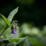 Detailed close-up of a blooming comfrey plant in a lush summer garden setting.