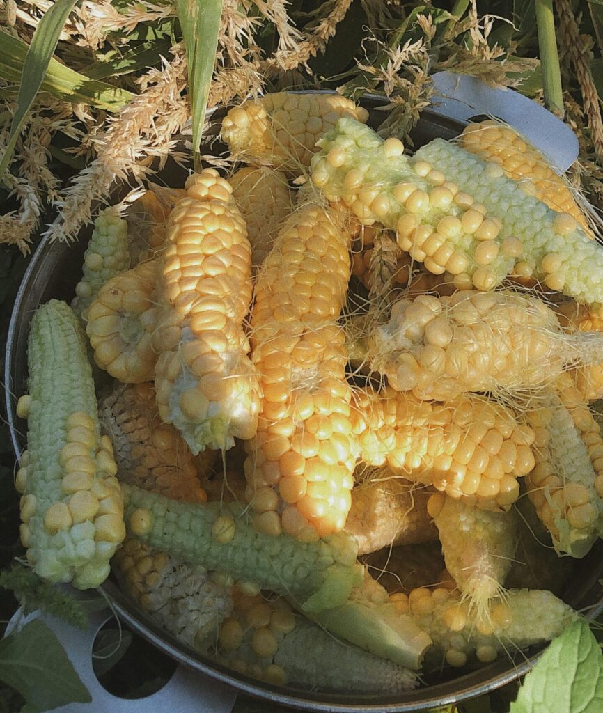 Close-up shot of freshly harvested corn cobs in a cornfield during summer.