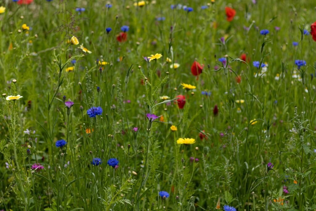 Vibrant wildflower field with diverse blooms in a lush green meadow.