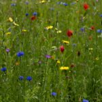 Vibrant wildflower field with diverse blooms in a lush green meadow.